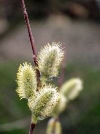 flores-de-bach-salix